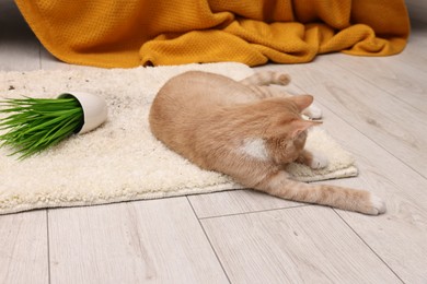 Photo of Cute ginger cat near overturned houseplant on carpet at home