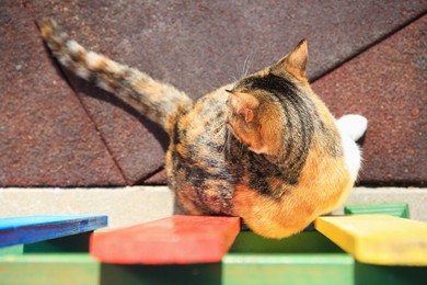 Beautiful calico cat near colorful wooden fence outdoors, top view. Stray animal