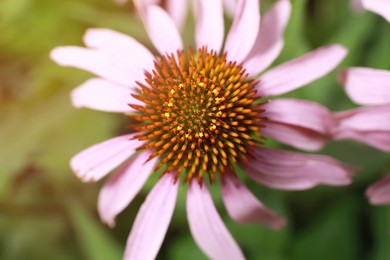 Photo of Beautiful pink Echinacea flower on blurred background, top view