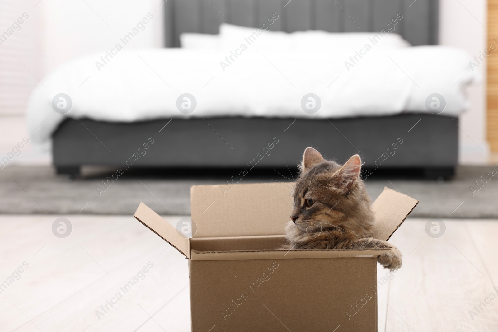 Photo of Cute fluffy cat in cardboard box on floor at home