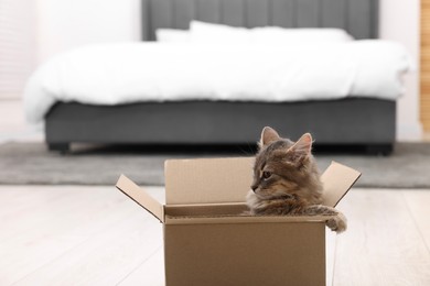 Cute fluffy cat in cardboard box on floor at home