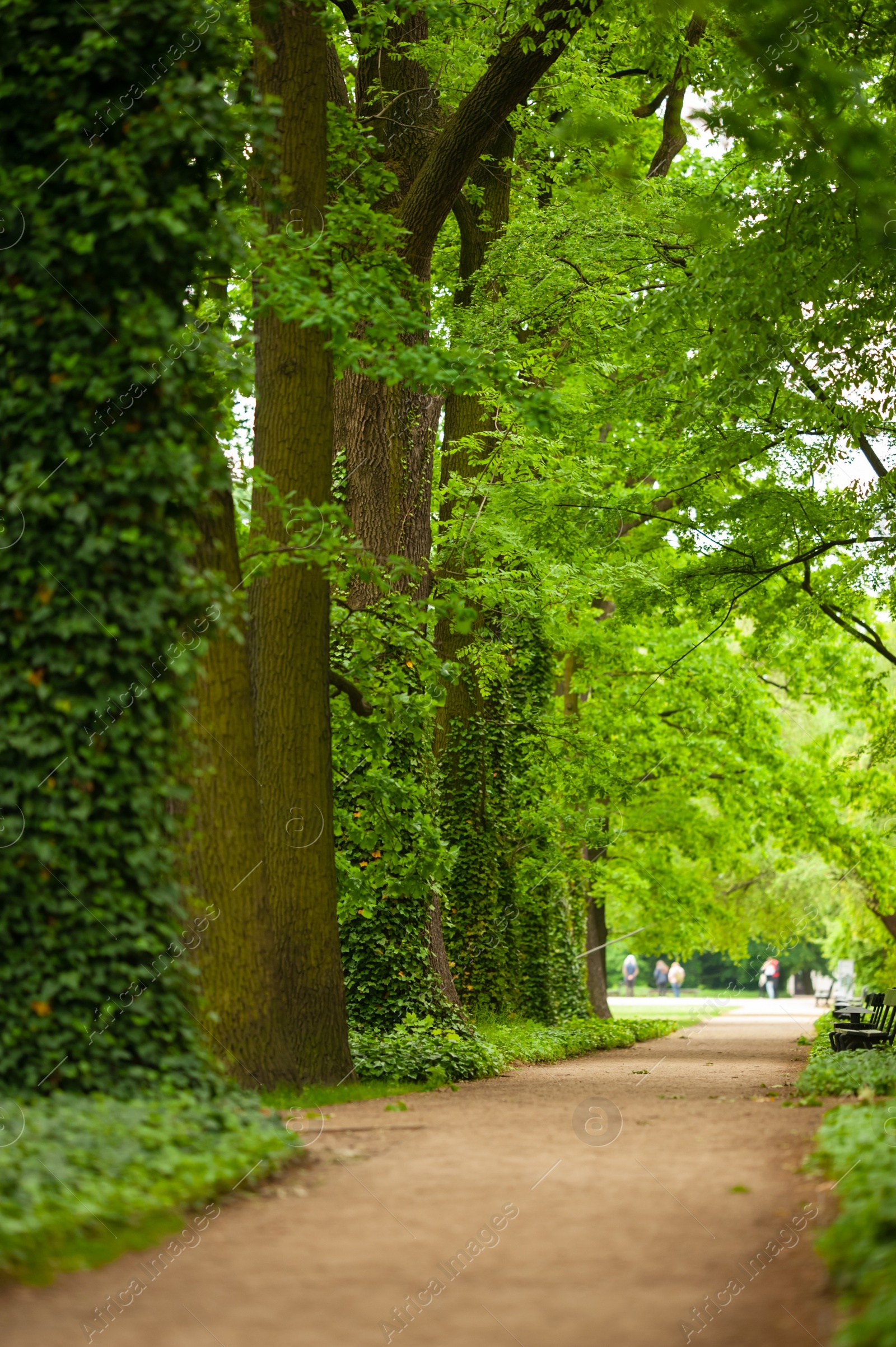 Photo of Beautiful view of green park with pathway and trees