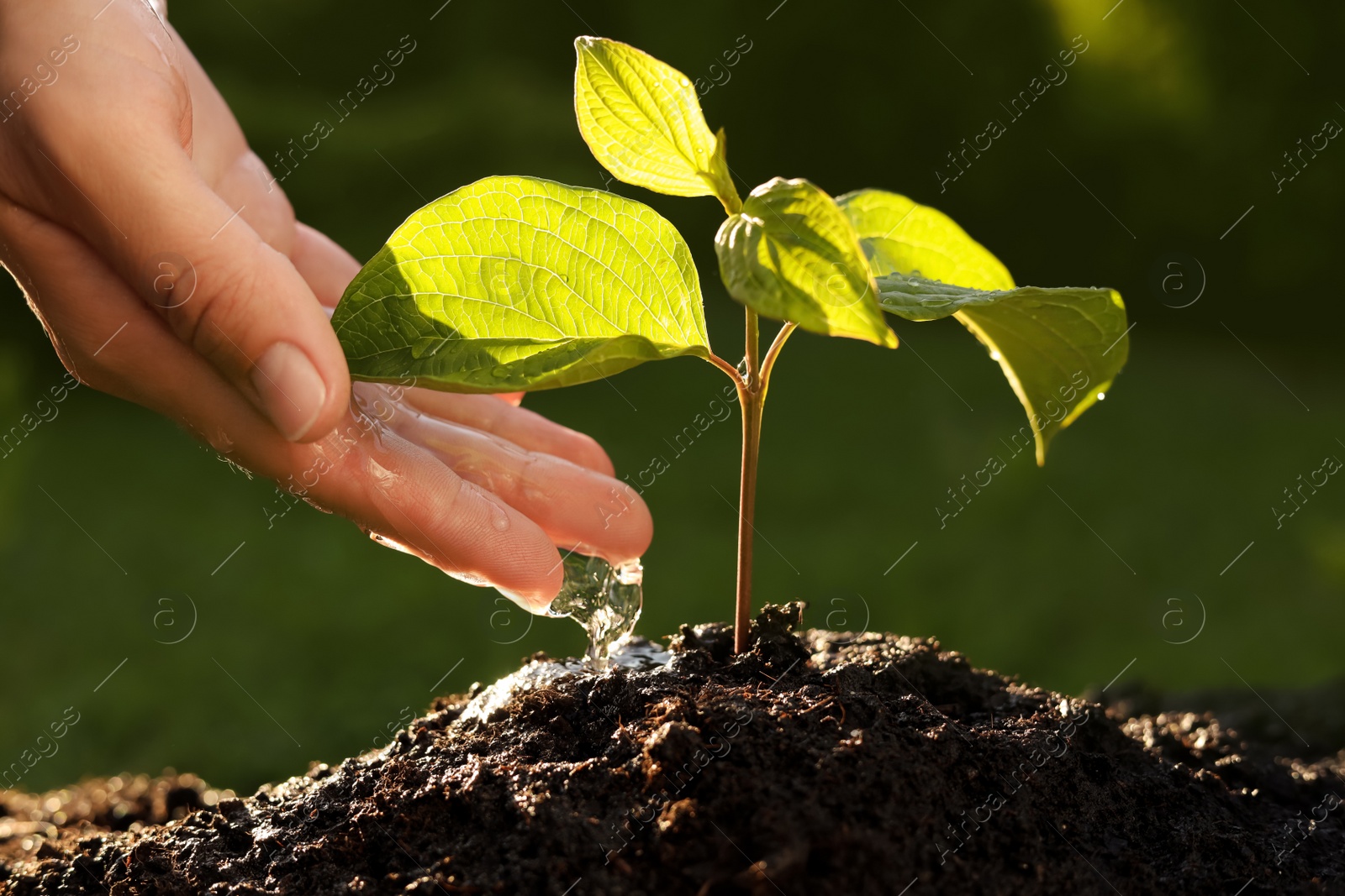 Photo of Woman watering beautiful green seedling in soil outdoors, closeup. Planting tree