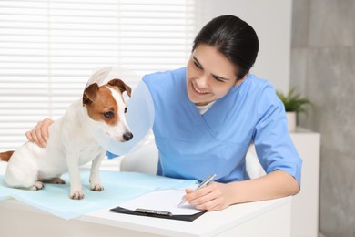 Photo of Veterinarian and cute Jack Russell Terrier dog wearing medical plastic collar in clinic