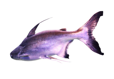 Image of Bright gaff topsail catfish on white background