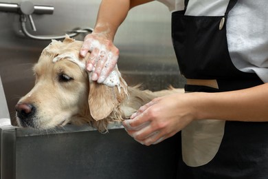 Photo of Professional groomer washing cute dog in pet beauty salon, closeup