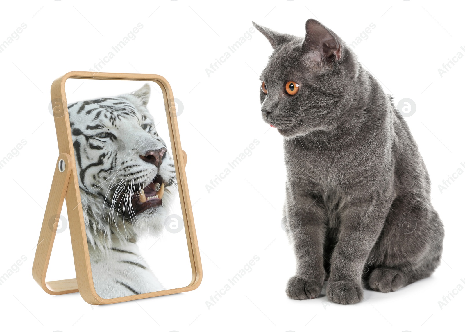 Image of Cute cat looks like tiger into reflection of mirror on white background