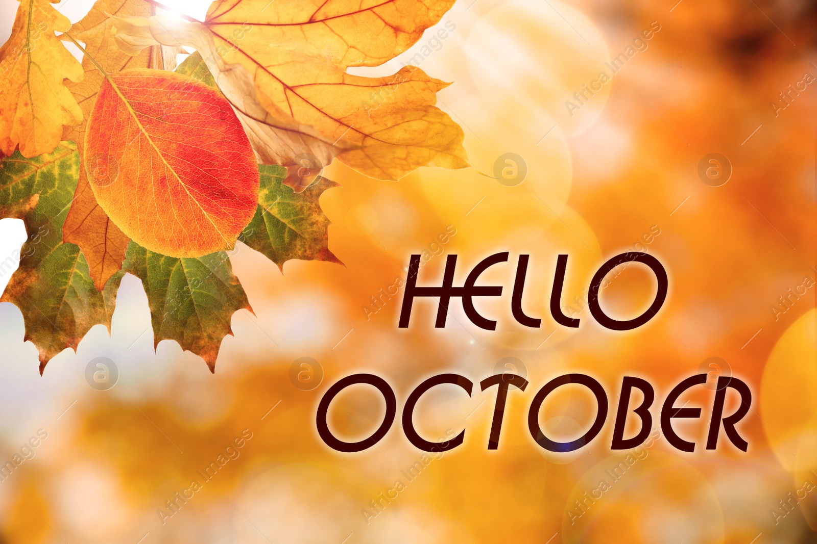 Image of Text Hello October and autumn leaves on blurred background, bokeh effect