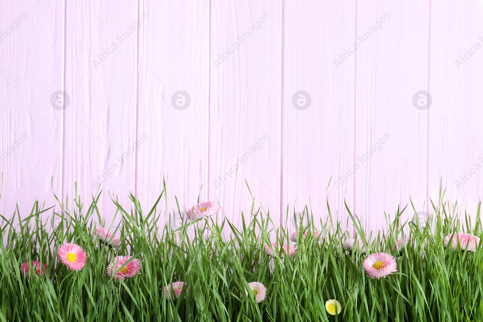 Photo of Vibrant green grass with beautiful flowers against color wooden background, space for text