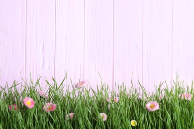 Vibrant green grass with beautiful flowers against color wooden background, space for text