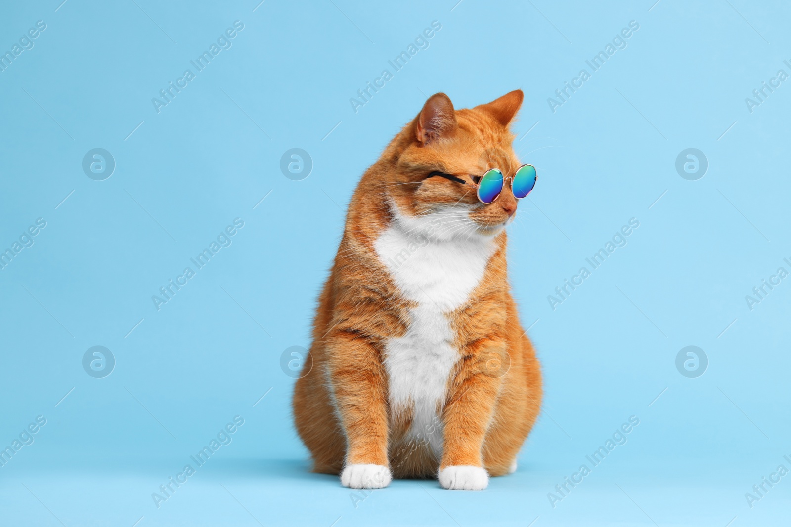 Photo of Cute ginger cat in stylish sunglasses on light blue background