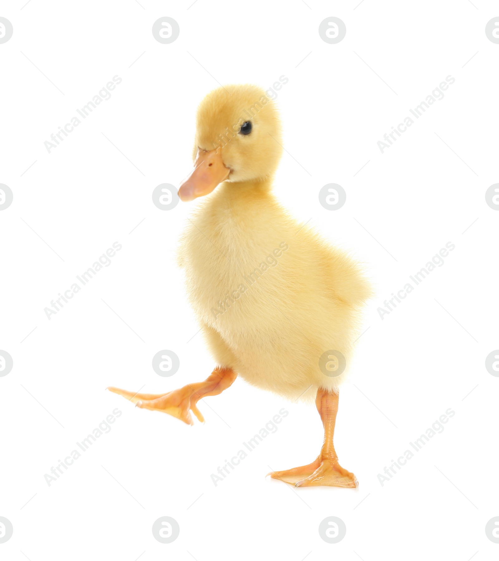 Photo of Cute fluffy baby duckling on white background