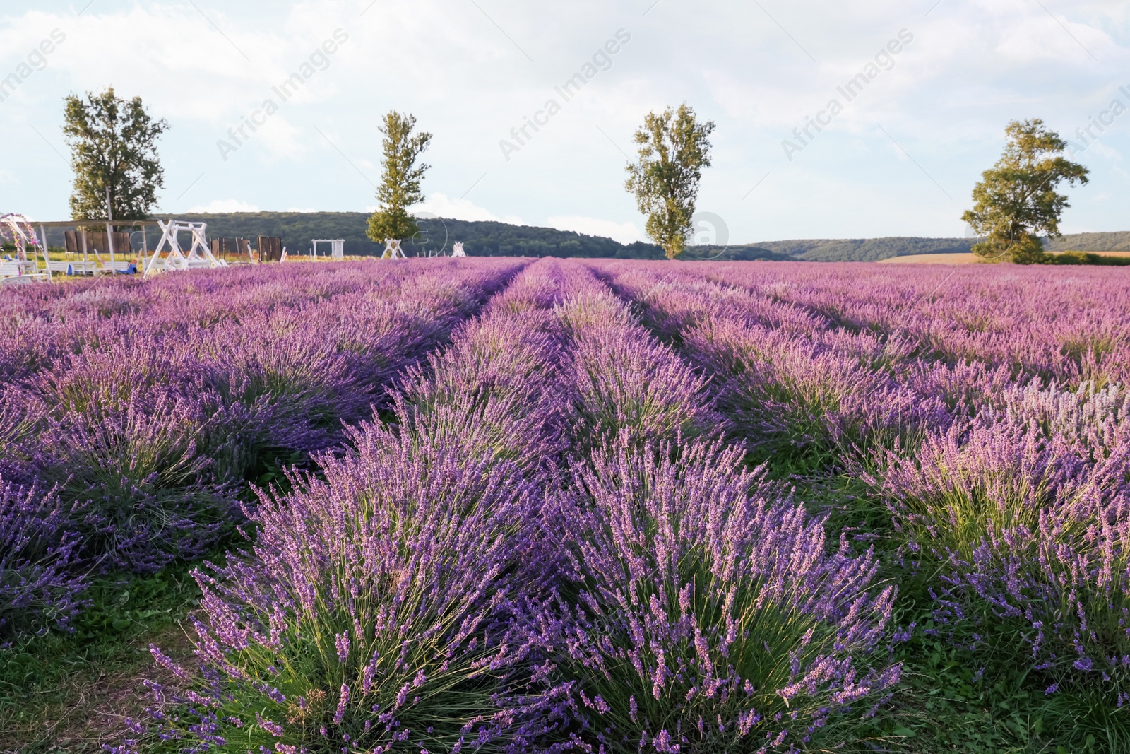 Photo of View of beautiful blooming lavender growing in field