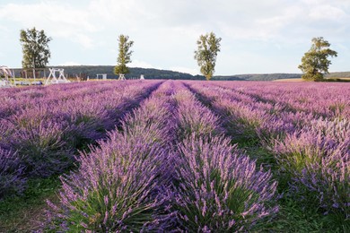 View of beautiful blooming lavender growing in field