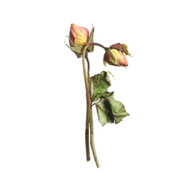 Beautiful dry rose flowers on white background