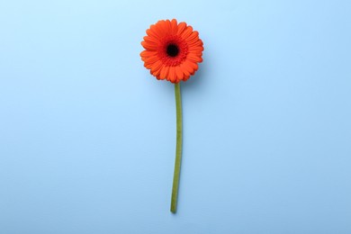 Photo of Beautiful orange gerbera flower on light blue background, top view