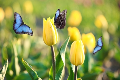 Beautiful butterflies and blossoming tulips outdoors on sunny spring day