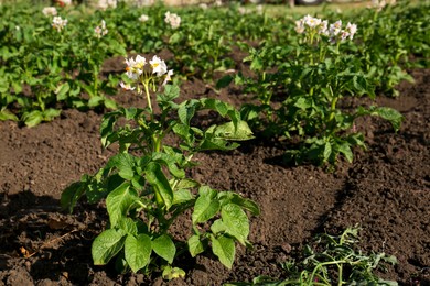 Photo of Beautiful blossoming potato seedlings growing in field on sunny day