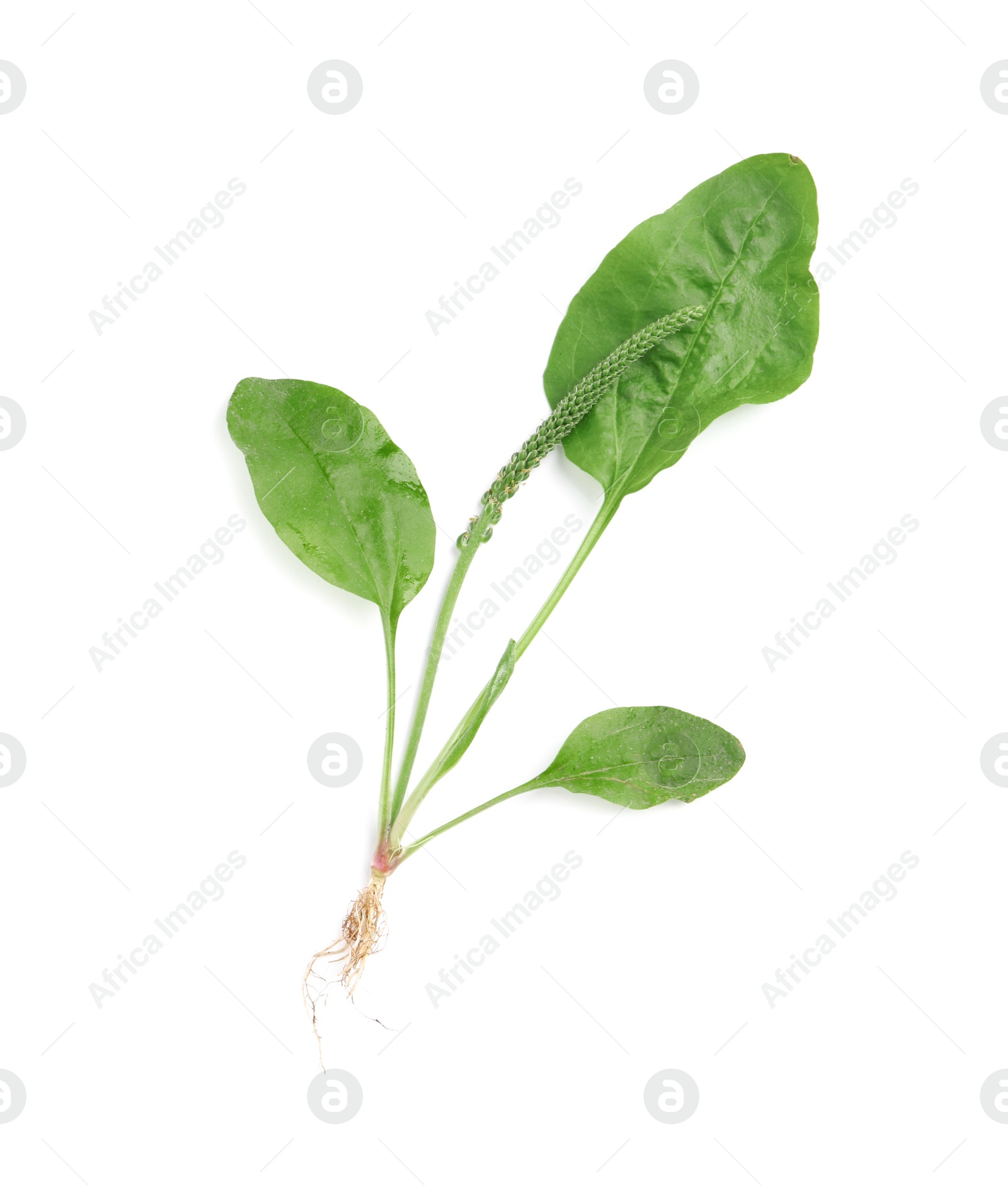 Photo of Green broadleaf plantain plant isolated on white, top view