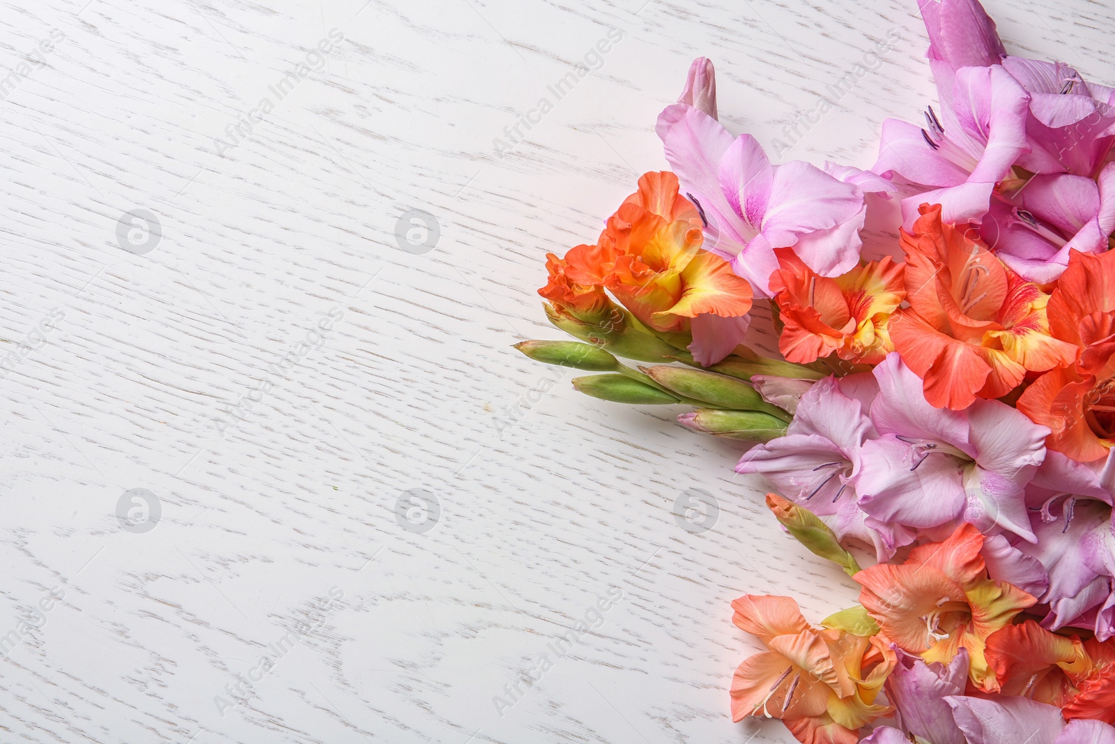 Photo of Beautiful gladiolus flowers on light wooden background