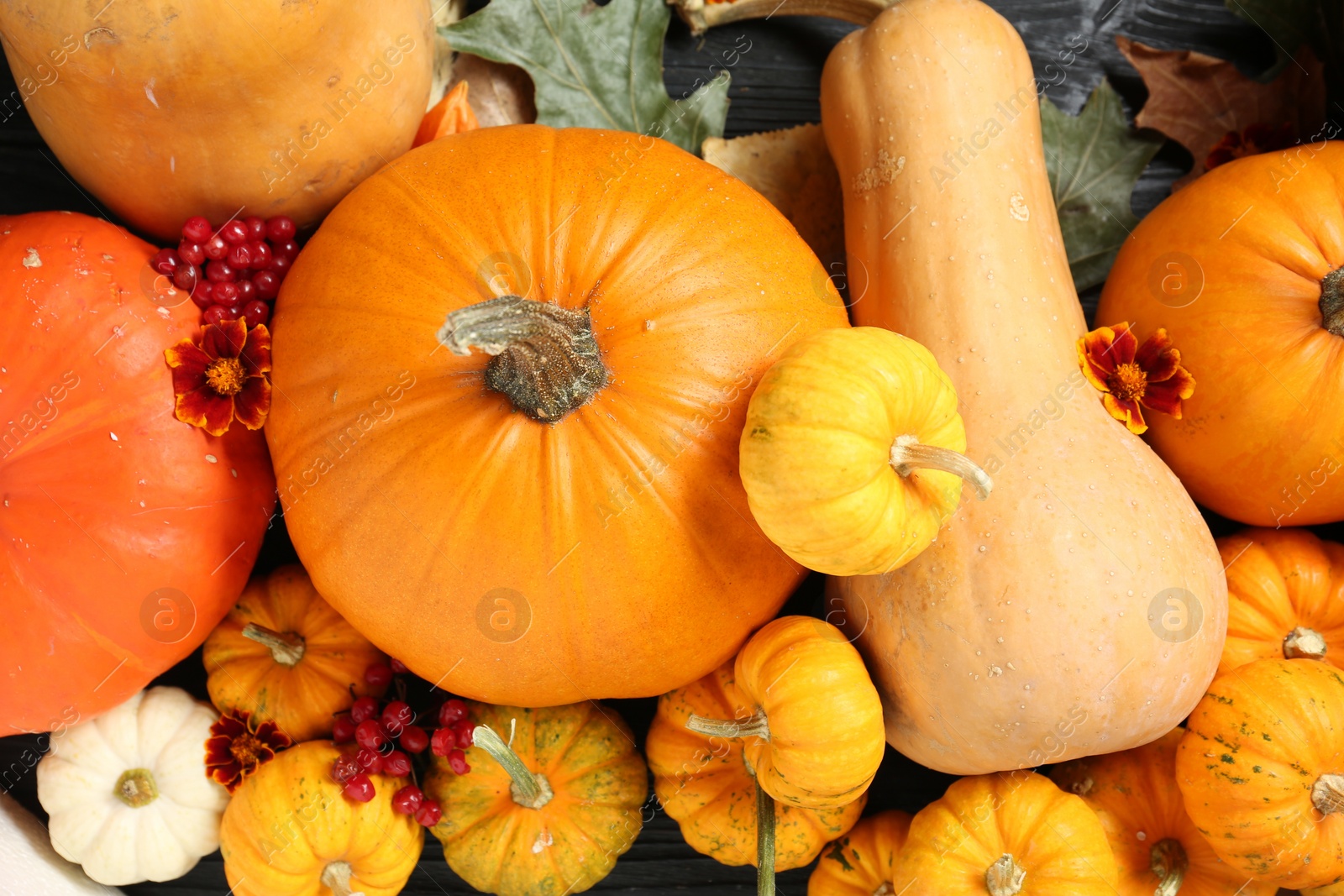 Photo of Thanksgiving day. Flat lay composition with pumpkins on black wooden table