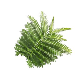 Photo of Beautiful mimosa branch with green leaves on white background