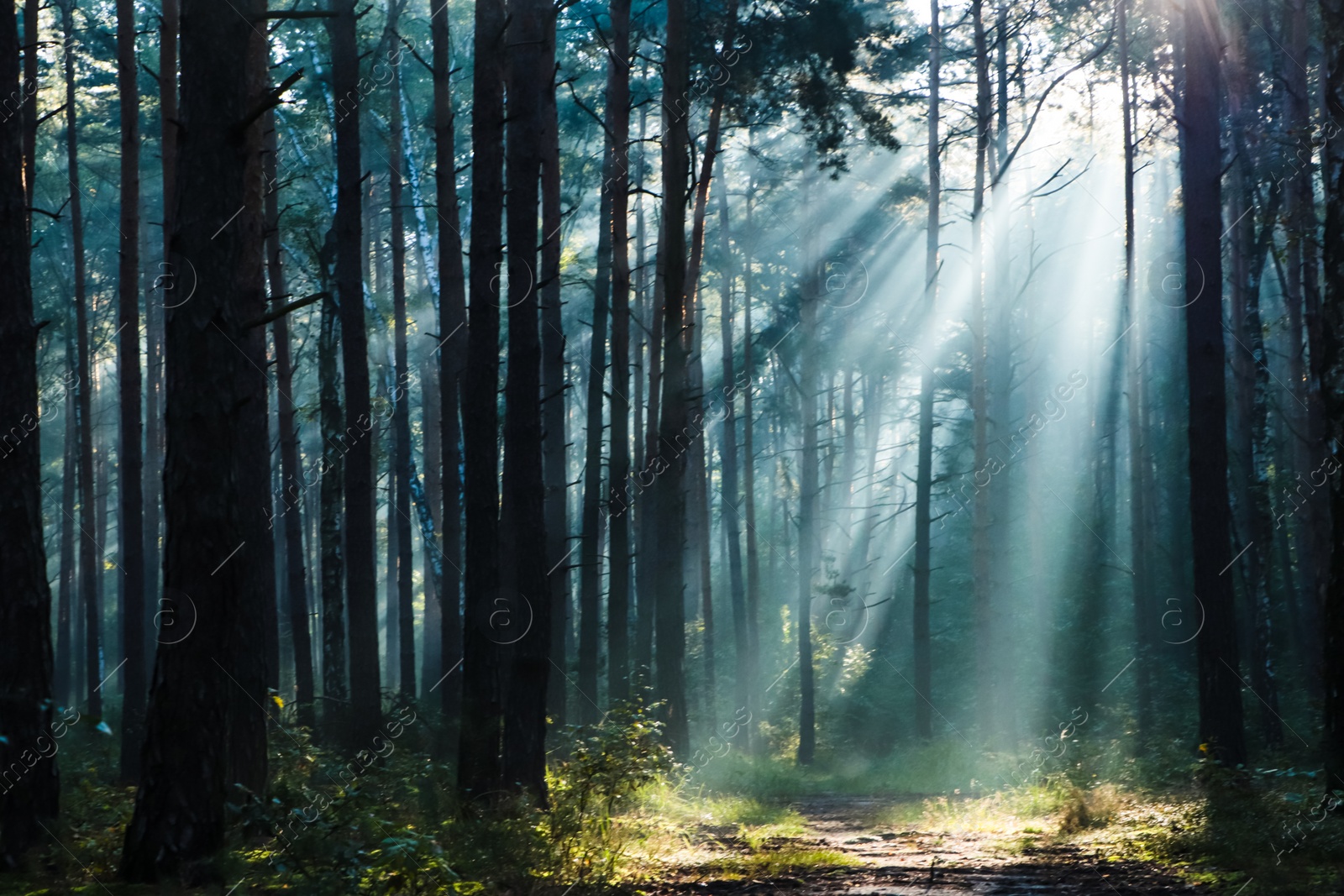 Photo of Majestic view of forest with sunbeams shining through trees in morning