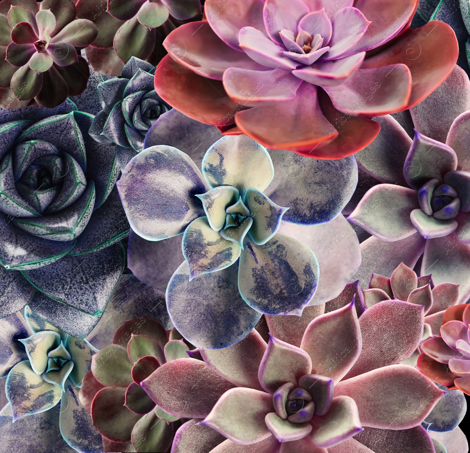 Image of Different beautiful succulents as background, top view