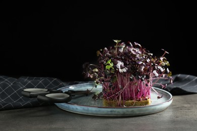 Fresh radish microgreen and scissors on grey table