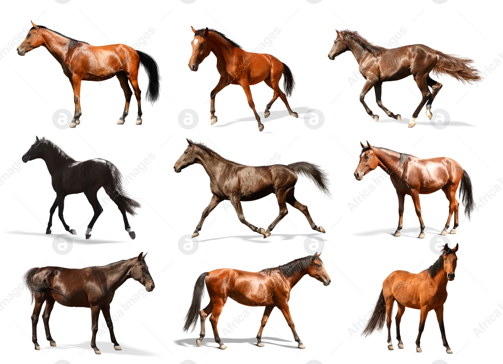 Image of Collage with photos of horses on white background. Beautiful pet