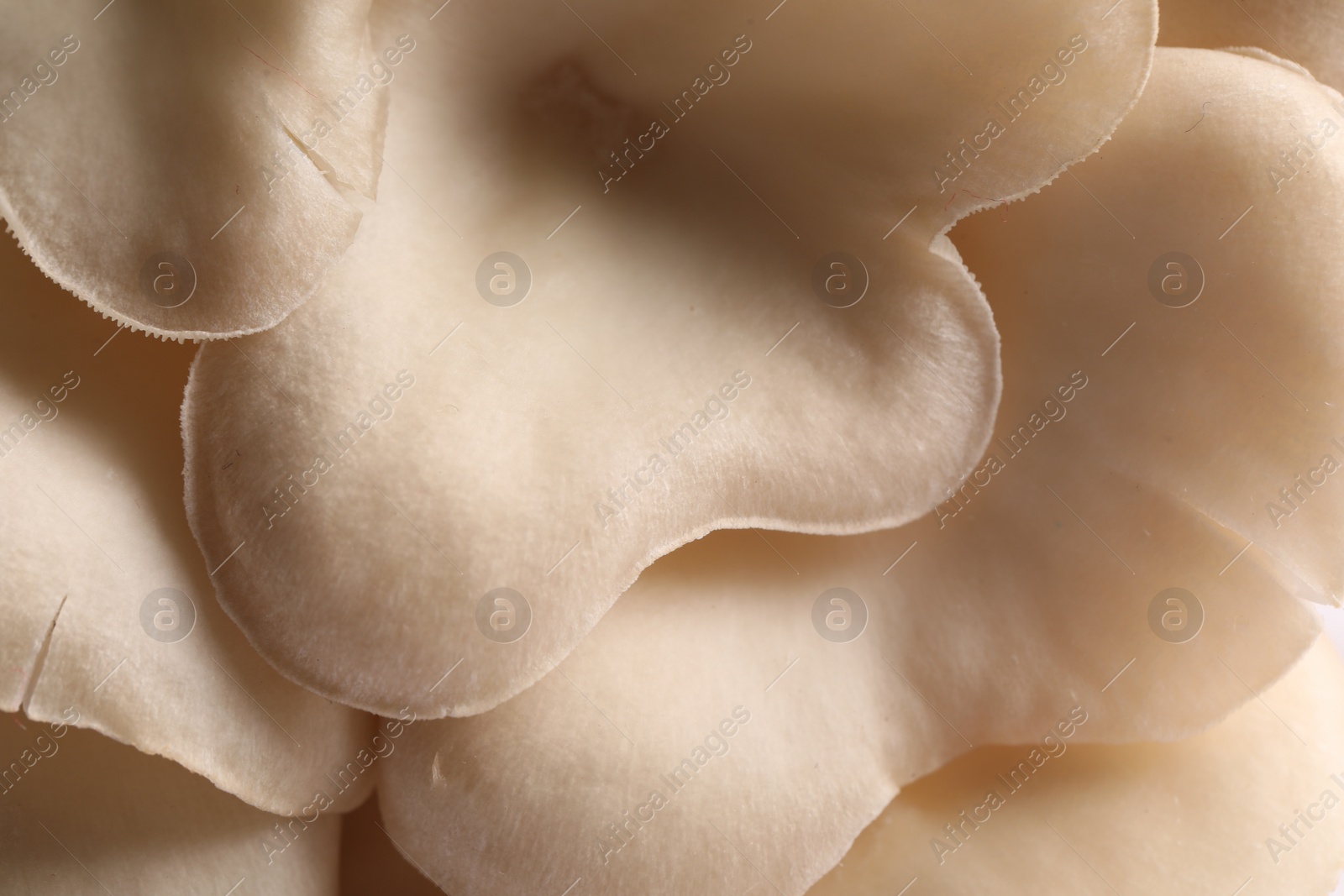 Photo of Fresh oyster mushrooms as background, macro view