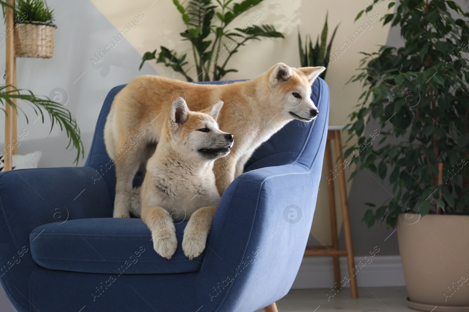 Photo of Cute Akita Inu dogs on armchair in room with houseplants