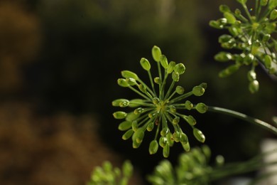 Fresh green dill flowers on blurred background, closeup. Space for text