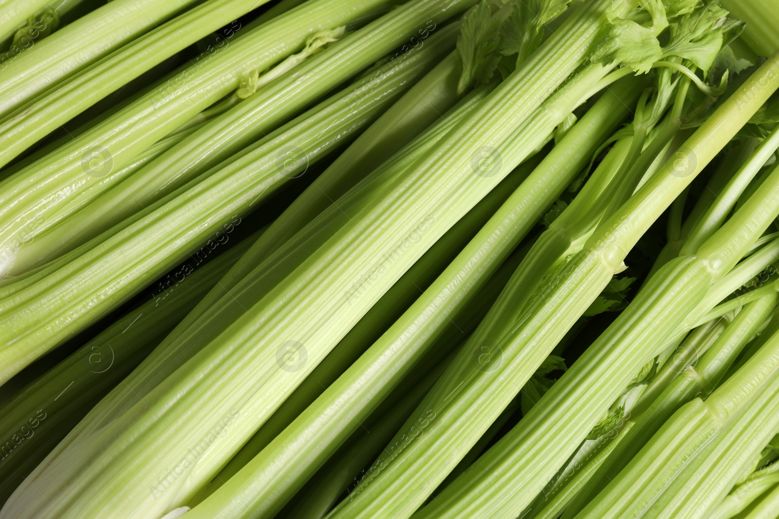 Photo of Many fresh green celery bunches as background, closeup
