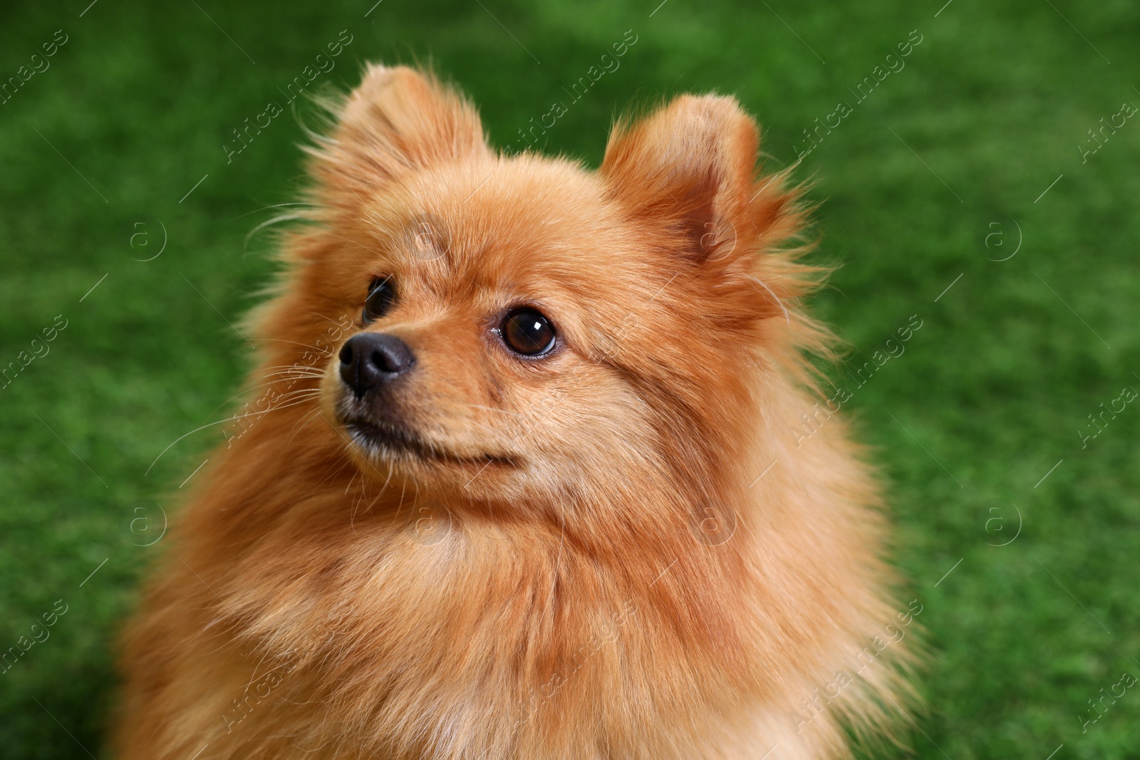 Photo of Cute fluffy little dog on green grass