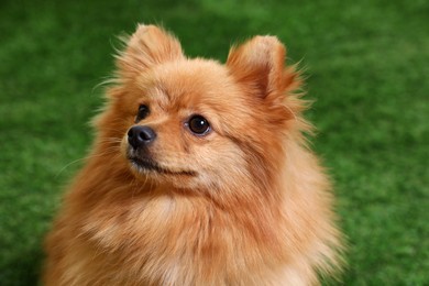 Cute fluffy little dog on green grass