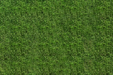 Image of Fresh green grass as background, top view