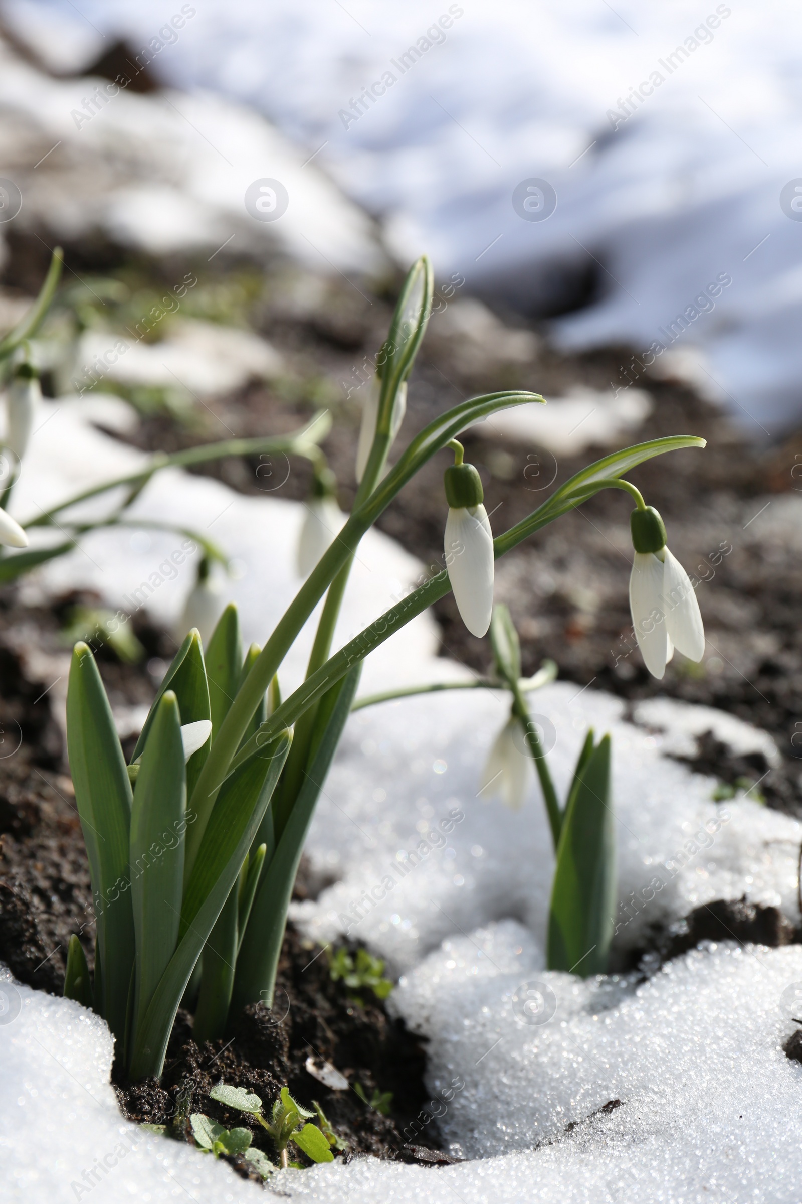 Photo of Beautiful blooming snowdrops growing outdoors. Spring flowers