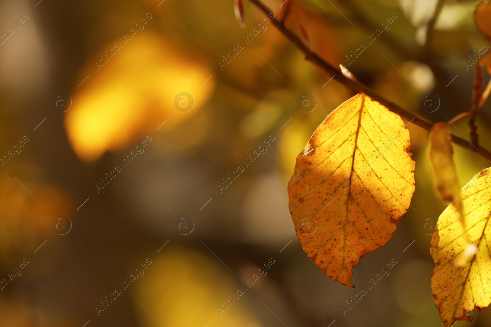 Photo of Beautiful tree branch with bright autumn leaves outdoors, closeup. Space for text