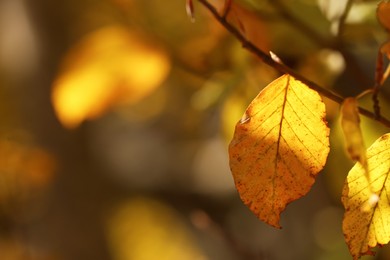 Beautiful tree branch with bright autumn leaves outdoors, closeup. Space for text
