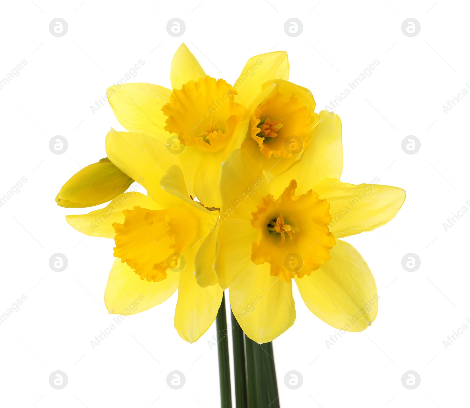 Photo of Beautiful blooming yellow daffodils on white background