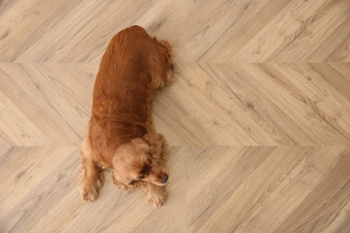 Cute Cocker Spaniel dog lying on warm floor, top view with space for text. Heating system