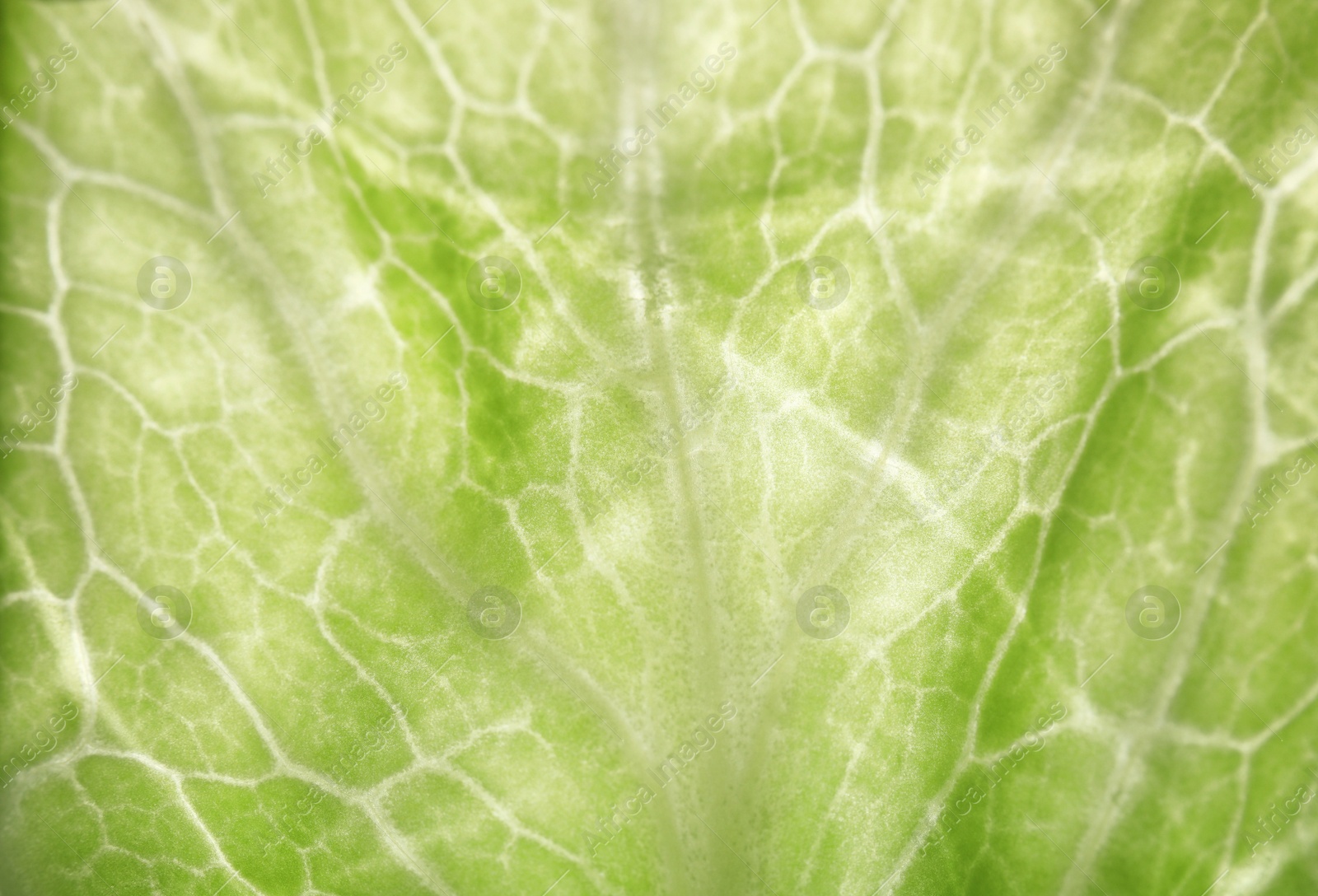 Photo of Fresh ripe cabbage leaf as background, closeup