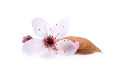 Photo of Beautiful plum blossom isolated on white. Spring season