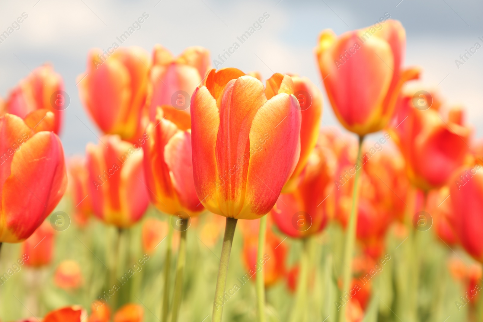 Photo of Beautiful colorful tulip flowers growing in field, closeup