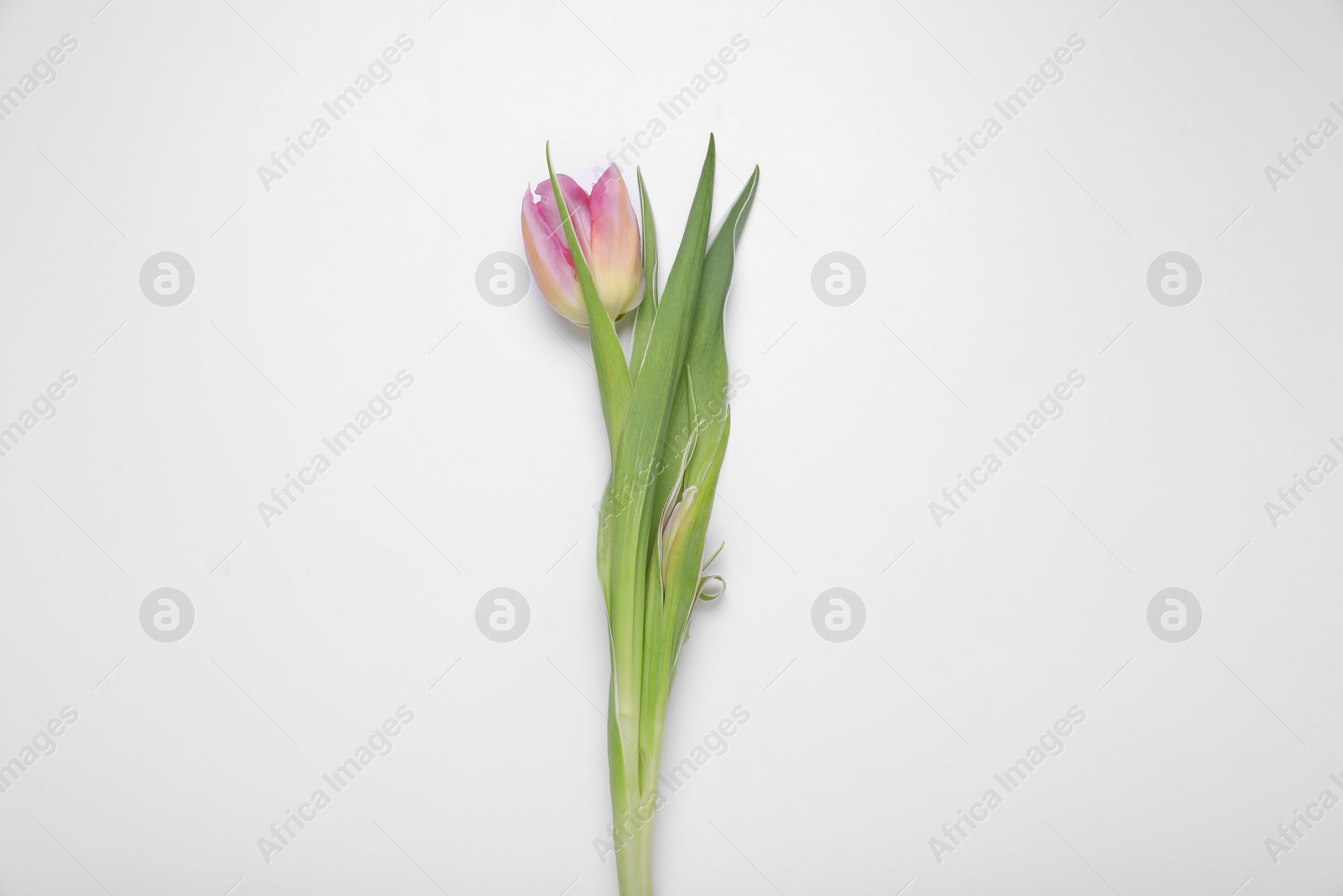 Photo of One pink tulip on white background, top view