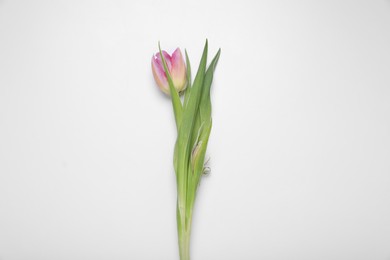 Photo of One pink tulip on white background, top view