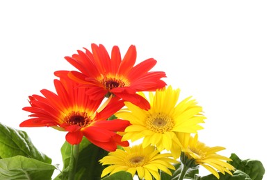 Beautiful colorful gerbera flowers on white background