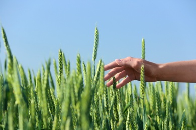 Photo of Woman in wheat field on sunny summer day, closeup on hand. Amazing nature