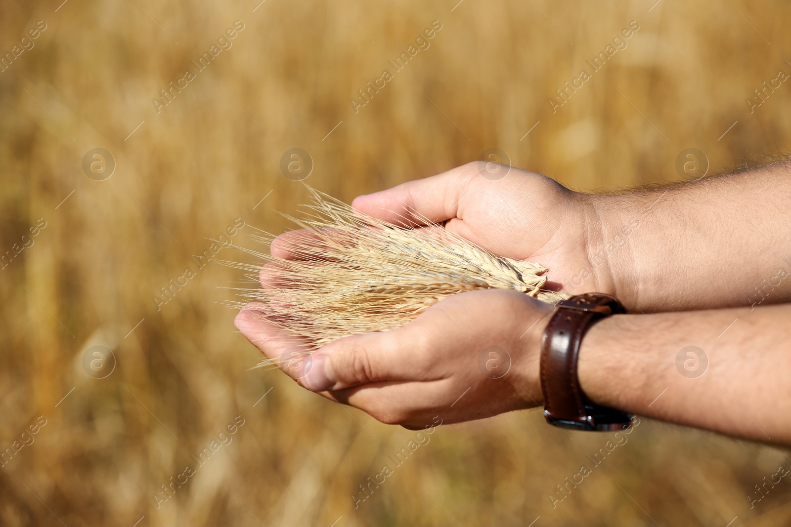 Photo of Farmer with wheat spikelets in field, closeup. Cereal grain crop